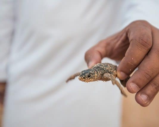 Classroom pets make learning fun. Curiosity, compassion, companionship - pets give kids the chance to learn about animals and develop relationship skills.