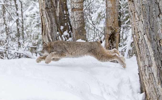 What do bobcats look like? Are they dangerous? Are there bobcats in Bergen County? Read more on mybergen.com. What do bobcats look like? Are they dangerous? Are there bobcats in Bergen County? Read more on mybergen.com.