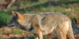 Are Coyotes Dangerous? When Do They Attack? What You Need to Know