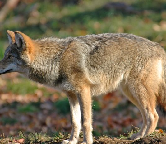 Are Coyotes Dangerous? When Do They Attack? What You Need to Know