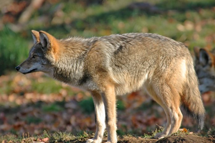 Are Coyotes Dangerous? When Do They Attack? What You Need to Know