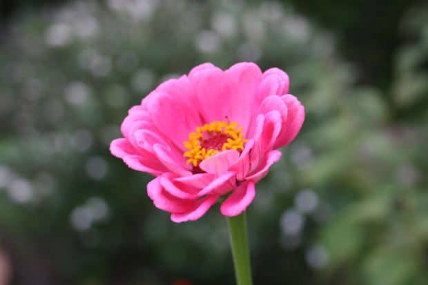 Garden Club of Harrington Park April Meeting