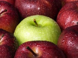 Apple Picking Within Easy Driving Distance of North Jersey