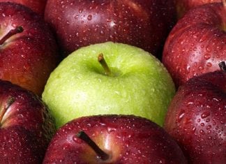 Apple Picking Within Easy Driving Distance of North Jersey