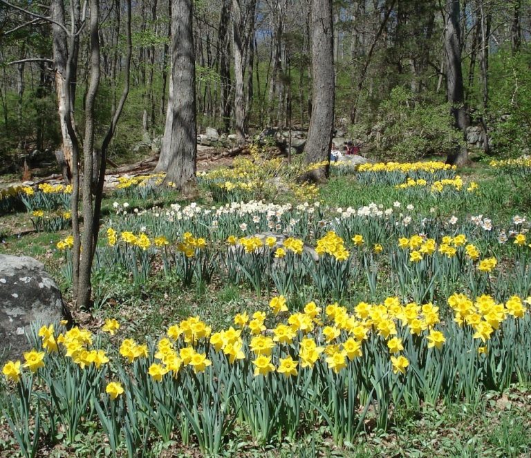 NJBG Daffodil Planting is October 20th