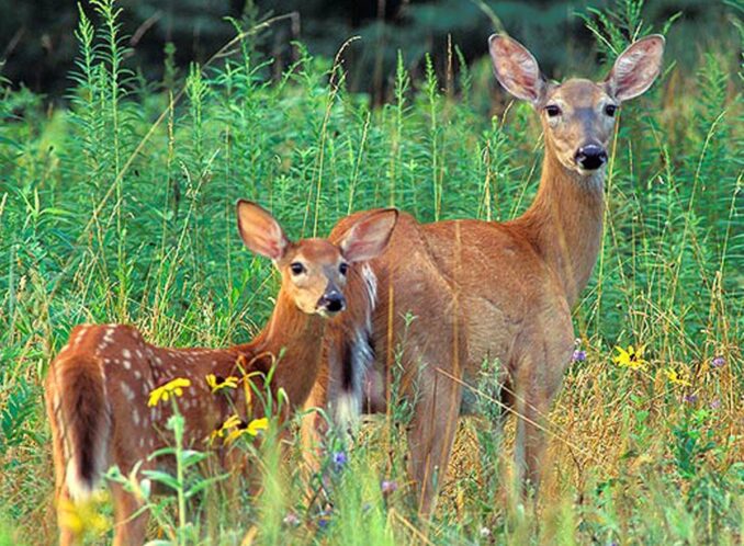 A day at Saddle River County Park in Bergen County usually includes many encounters with nature in all its glory!