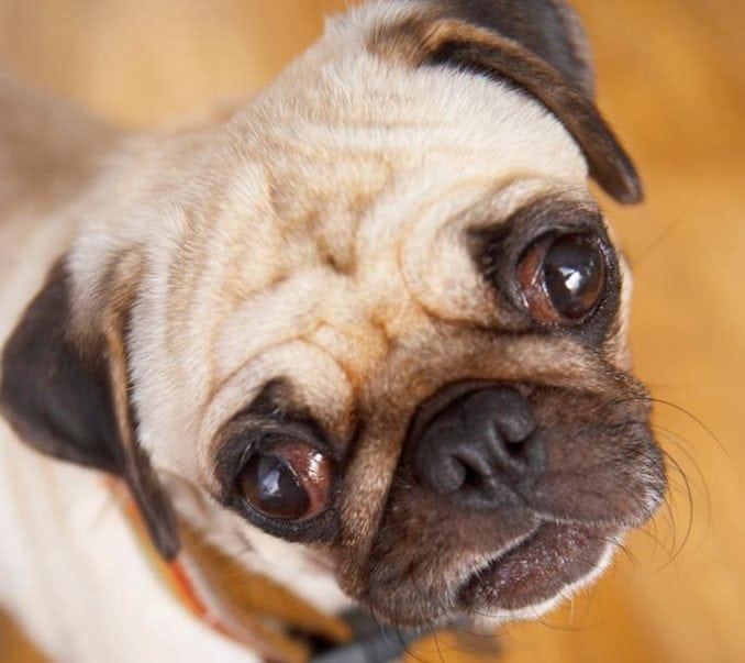 The Bergen County Animal Shelter and Adoption Center (BCAS) serves as a lifeline for both pets in need of loving homes and families seeking to expand their hearts and homes. The Bergen County Animal Shelter and Adoption Center (BCAS) serves as a lifeline for both pets in need of loving homes and families seeking to expand their hearts and homes. Read more on mybergen.com.