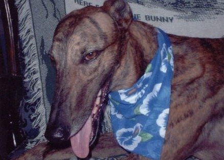 Where To Adopt A Dog In Bergen County Nj Where To Adopt A Dog In Bergen County Nj