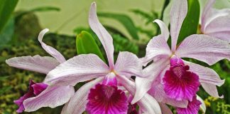 Glen Rock Garden Club Presents “Orchids Are Not Scary” Glen Rock Garden Club Presents "Orchids Are Not Scary"