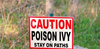 How can you avoid poison ivy? How do you get this rash? What are the symptoms of poison ivy? How should poison ivy be treated?