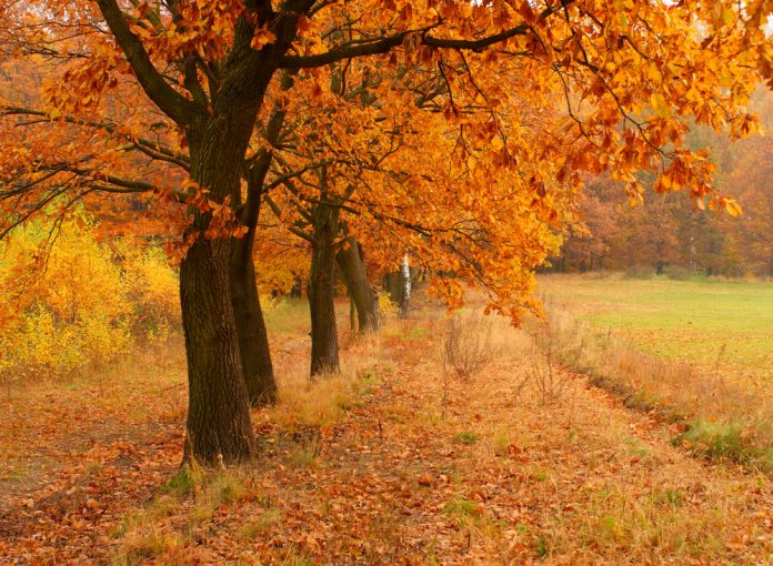 Suggestions for Enjoying the Autumn Season in the Northern NJ Area