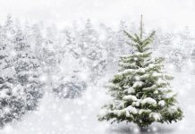 How to Choose and Cut Your Own Christmas Tree