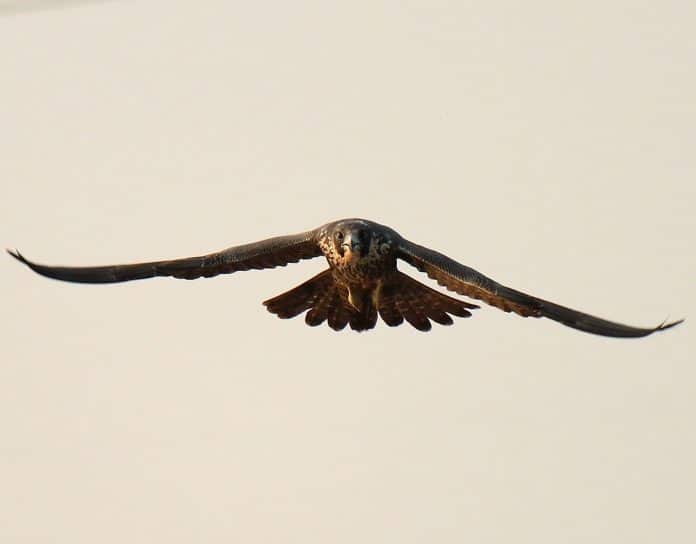 New Jersey Botanical Garden Event: Endangered Species – From Exploitation to Conservation