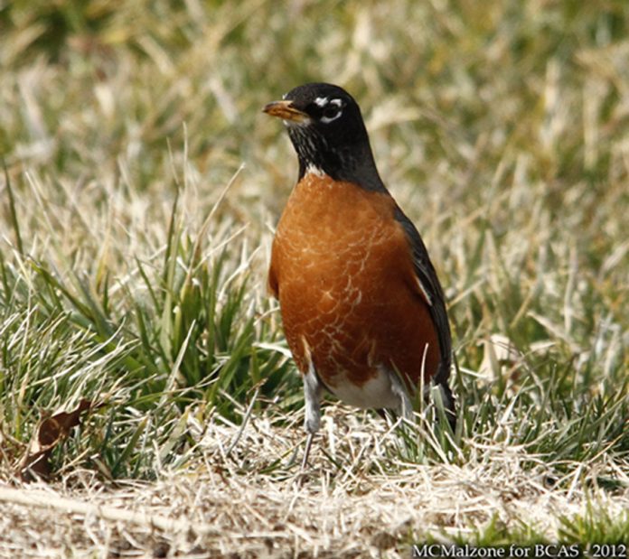 Birding NJBG1-BCAS-1502-HM_Robin0546sml-2 Birding for Beginners at NJBG in Ringwood