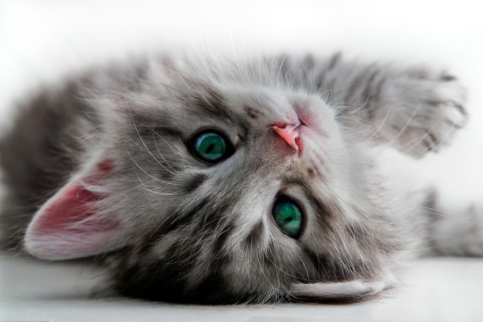 Bergen County Animal Shelter News