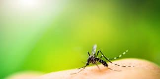 Bergen County Mosquito Population