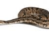 Venomous Snakes in Bergen County, NJ: Copperheads, Timber Rattlesnakes and What to Know Venomous Snakes in the Bergen County-North Jersey Area: Timber Rattlesnake