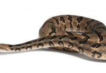 Venomous Snakes in the Bergen County-North Jersey Area: Timber Rattlesnake