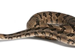 Venomous Snakes in the Bergen County-North Jersey Area: Timber Rattlesnake