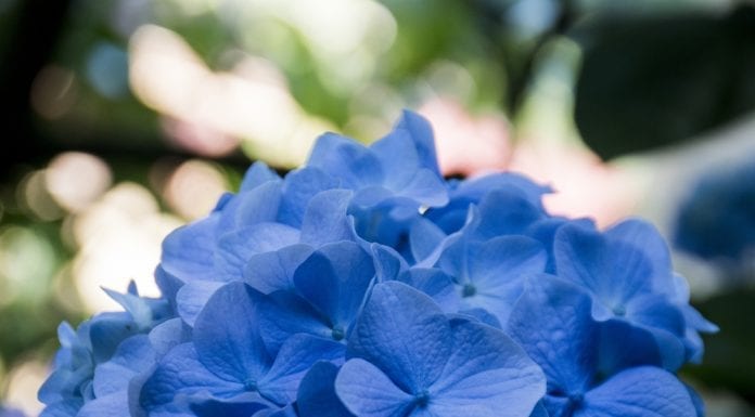 Garden Club of Harrington Park Perennial Plant Sale