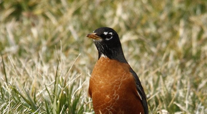 New Jersey Birding