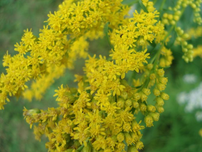 NJBG Wildflower Walks