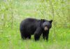 Black Bear Sightings in Bergen County: What You Should Know Are Black Bears Dangerous? What to Do If You Encounter a Bear. Read more on mybergen.com.