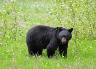 Black Bear Sightings in Bergen County: What You Should Know Are Black Bears Dangerous? What to Do If You Encounter a Bear. Read more on mybergen.com.