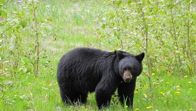 Black Bear Sightings in Bergen County: What You Should Know Are Black Bears Dangerous? What to Do If You Encounter a Bear. Read more on mybergen.com.