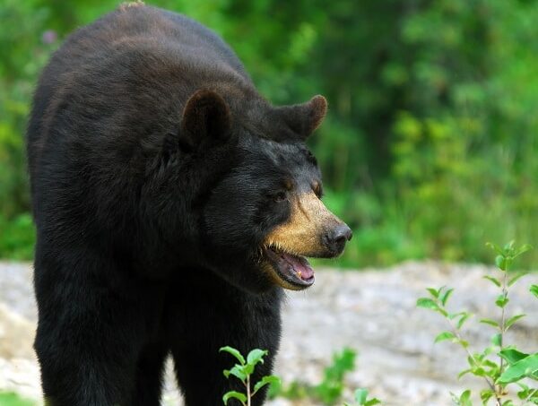 Black bears in North Jersey