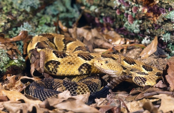 Wildlife at Ramapo Valley Reservation