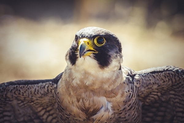 Peregrine Falcons are sometimes spotted at Ramapo Reservation in Mahwah, NJ