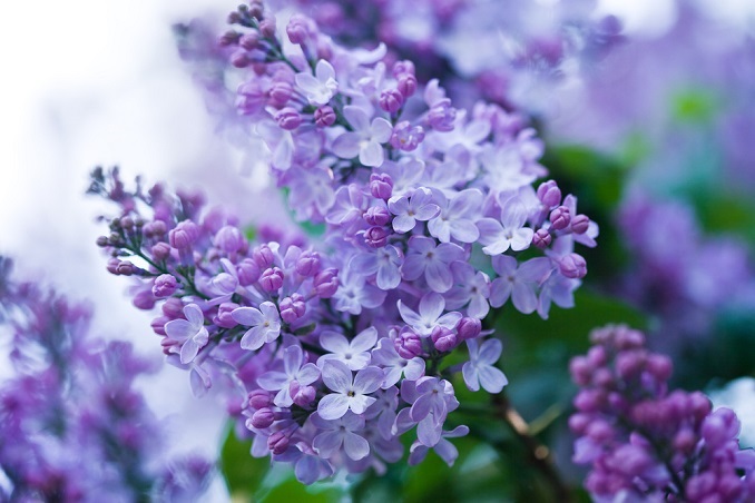Free Lilac Garden Workshop at NJBG. Find details on mybergen.com.