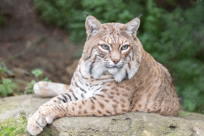 are there bobcats in Bergen County? Read more on mybergen.com.