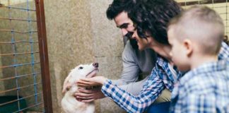 Tips on Adopting a Dog and How to Adopt from the Bergen County Animal Shelter's Adoption Center. Read more on mybergen.com.