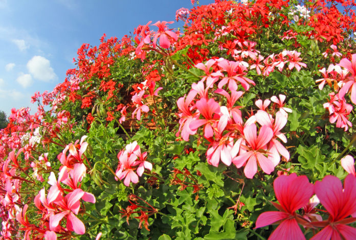 Spring into your summer garden: How to have a colorful garden all Summer long. Advice from Down to Earth Garden Center in Rockland County, NY. More on mybergen.com.