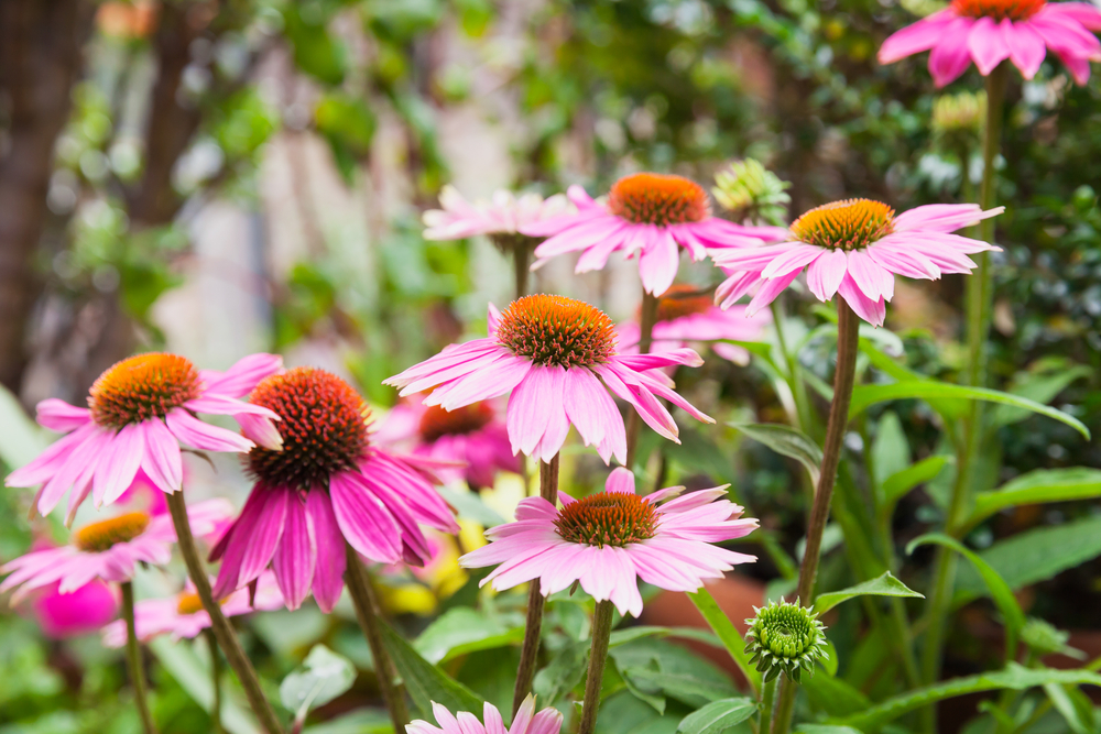 How to have a beautiful garden all summer long. Read more on mybergen.com