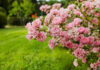 Tips from Down to Earth Living: How to Care for Roses