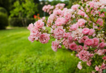 Grow Beautiful Roses With These Expert Care Tips Tips from Down to Earth Living: How to Care for Roses