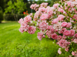 Tips from Down to Earth Living: How to Care for Roses
