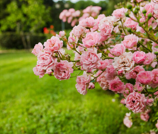 Tips from Down to Earth Living: How to Care for Roses