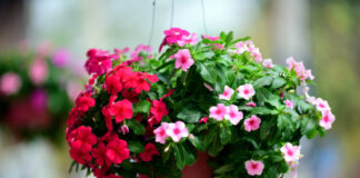 Caring for Hanging Flower Baskets: Tips from Down to Earth Living for nurturing hanging flower baskets to ensure they thrive for months to come.