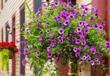 Caring for Hanging Flower Baskets: Tips from Down to Earth Living for nurturing hanging flower baskets to ensure they thrive for months to come. Get details on mybergen.com.