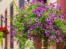 Caring for Hanging Flower Baskets: Tips from Down to Earth Living for nurturing hanging flower baskets to ensure they thrive for months to come. Get details on mybergen.com.