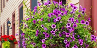 Caring for Hanging Flower Baskets: Tips from Down to Earth Living for nurturing hanging flower baskets to ensure they thrive for months to come. Get details on mybergen.com.