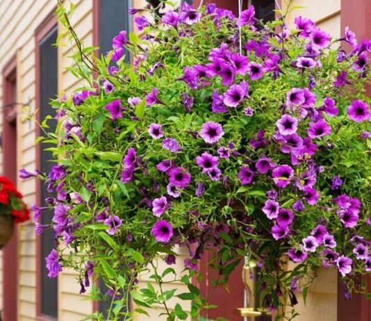 Caring for Hanging Flower Baskets: Tips from Down to Earth Living for nurturing hanging flower baskets to ensure they thrive for months to come. Get details on mybergen.com.