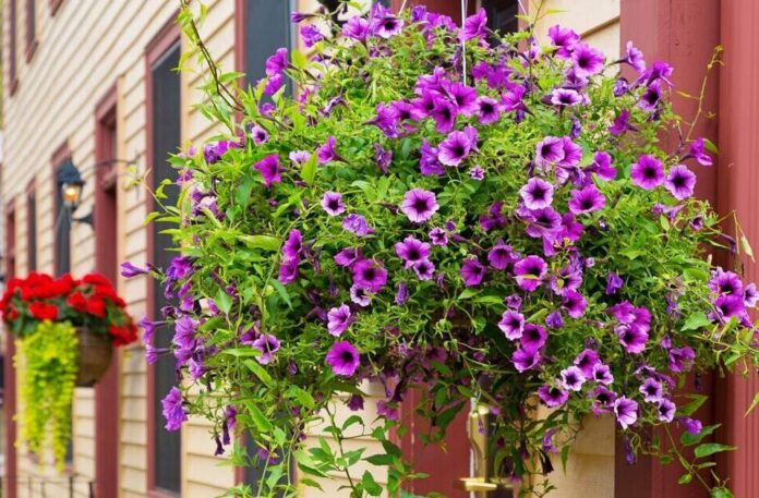 Caring for Hanging Flower Baskets: Tips from Down to Earth Living for nurturing hanging flower baskets to ensure they thrive for months to come. Get details on mybergen.com.