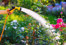 6 Tips to Keep Plants Thriving During a Summer Heat Wave Summer Watering Tips for Healthy and Lush Gardens