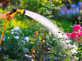 Summer Watering Tips for Healthy and Lush Gardens