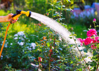 Summer Watering Tips for Healthy and Lush Gardens
